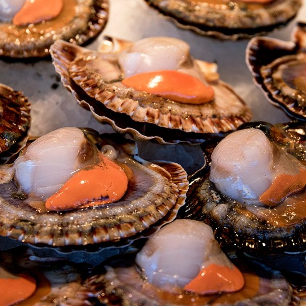 Sea Scallops - Selma Foods